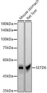 Anti-SETD6 antibody