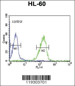 Anti-FKBP11 Rabbit Polyclonal Antibody