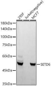 Anti-SETD6 antibody