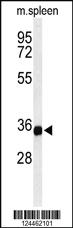 Anti-TMEM173 Rabbit Polyclonal Antibody