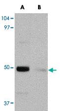 Anti-IL34 Rabbit Polyclonal Antibody