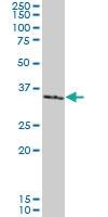 Anti-SMAD3 Mouse Monoclonal Antibody [clone: 7F3]