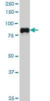 Anti-SP1 Mouse Monoclonal Antibody [clone: 4C8]