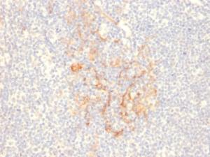 Anti-CD79b Mouse Monoclonal Antibody [clone: IGB/2555]