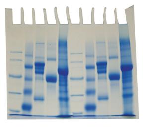 Kits d'expérimentation, étude sur la diversité des protéines (à base de polyacrylamide)