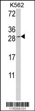 Anti-GZMM Rabbit Polyclonal Antibody