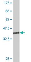 Anti-ZKSCAN8 Mouse Monoclonal Antibody [clone: 1F3]