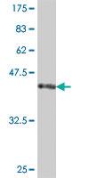 Anti-RPS17 Mouse Polyclonal Antibody