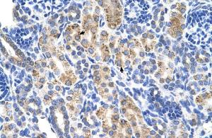 Anti-ALDH3A2 Rabbit Polyclonal Antibody