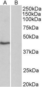 Anti-TBP Goat Polyclonal Antibody