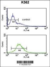 Anti-GZMM Rabbit Polyclonal Antibody