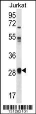 Anti-OR11L1 Rabbit Polyclonal Antibody (APC (Allophycocyanin))