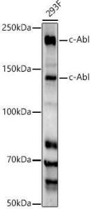 Western blot analysis of extracts of 293F cells, using Anti-ABL1 Antibody [ARC55104] (A308850) at 1:2,000 dilution. The secondary antibody was Goat Anti-Rabbit IgG H&L Antibody (HRP) at 1:10,000 dilution.