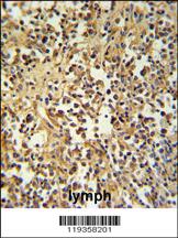 Anti-GZMM Rabbit Polyclonal Antibody