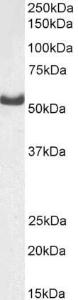 Anti-Dars Antibody (A82570) (0.3 µg/ml) staining of Mouse fetal Brain lysate (35 µg protein in RIPA buffer). Primary incubation was 1 hour. Detected by chemiluminescence