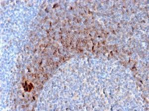 Immunohistochemical analysis of formalin-fixed, paraffin-embedded human tonsil using Anti-CD79b Antibody [B29/123]