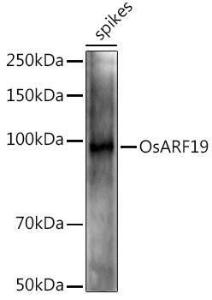 Western blot analysis of extracts of various tissues from the japonica rice (Oryza sativa L. ) variety Zhonghua 11, using Anti-ARF19 Antibody (A309762) at 1:1,000 dilution