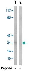 Anti-FOXR1 Rabbit Polyclonal Antibody