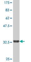 Anti-SHANK2 Mouse Polyclonal Antibody