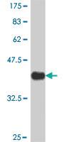 Anti-ACVR2A Mouse Polyclonal Antibody