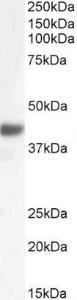 Anti-FBXO32 Antibody (A82571) (0.3 µg/ml) staining of Mouse Skeletal Muscle lysate (35 µg protein in RIPA buffer). Detected by chemiluminescence