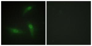 Immunofluorescence analysis of HeLa cells using Anti-hnRNP A1 Antibody. The right hand panel represents a negative control, where the antibody was pre-incubated with the immunising peptide