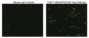 Anti-NWSHPQFEK Tag Mouse Monoclonal Antibody