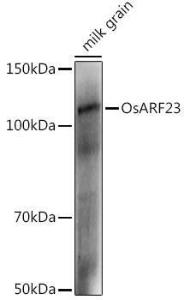 Western blot analysis of extracts of various tissues from the japonica rice (Oryza sativa L. ) variety Zhonghua 11, using Anti-ARF23 Antibody (A309763) at 1:1,000 dilution. The secondary antibody was Goat Anti-Rabbit IgG H&L Antibody (HRP) at 1:10,000 dilution.