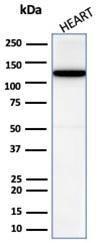 Western blot analysis of human heart tissue lysate using Anti-N Cadherin Antibody [CDH2/6857R]