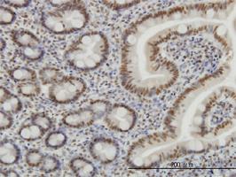 Anti-SP1 Mouse Monoclonal Antibody [clone: 4C8]