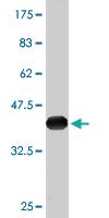 Anti-NDRG2 Mouse Monoclonal Antibody [clone: 1D12]