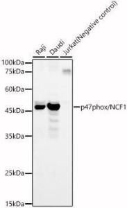 Antibody anti-NCF1 100 µl