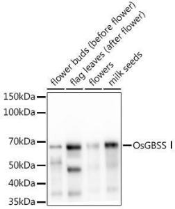 Western blot analysis of extracts of various tissues from the japonica rice (Oryza sativa L. ) variety Zhonghua 11, using Anti-WAXY Antibody (A309764) at 1:1,000 dilution. The secondary antibody was Goat Anti-Rabbit IgG H&L Antibody (HRP) at 1:10,000 dilution.