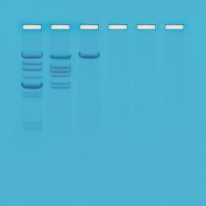 Kit d'expérimentation, clivage de l'ADN lambda avec une endonucléase EcoRI&nbsp;: présentation des enzymes de restriction