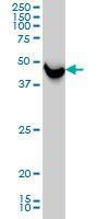 Anti-SHMT1 Mouse Monoclonal Antibody [clone: 4F9]