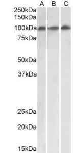 Anti-VPS16 Goat Polyclonal Antibody