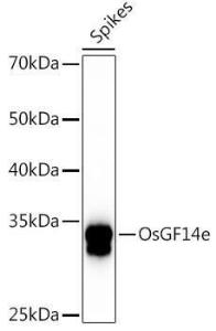 Western blot analysis of extracts of various tissues from the japonica rice (Oryza sativa L. ) variety Zhonghua 11, using Anti-BZIP46 Antibody (A309765) at 1:1000 dilution. The secondary Antibody was Goat Anti-Rabbit IgG H&L Antibody (HRP) at 1:10000 dilution