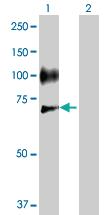 Anti-SELE Rabbit Polyclonal Antibody