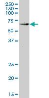 Anti-KLF10 Mouse Monoclonal Antibody [clone: 2E7]