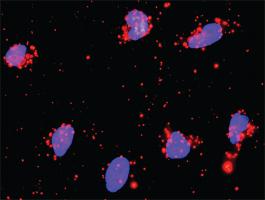 Anti-MAPK3 + DUSP9 Antibody Pair