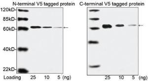 Anti-V5 Tag Mouse Monoclonal Antibody (Biotin)