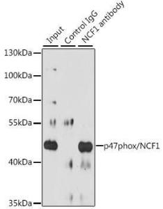 Antibody anti-NCF1 100 µl