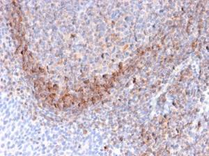 Immunohistochemical analysis of formalin-fixed, paraffin-embedded human tonsil using Anti-CD79b Antibody [B29/123]