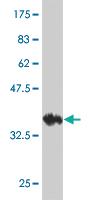 Anti-KCNK10 Mouse Monoclonal Antibody [clone: 1C1]