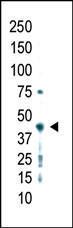 Anti-PRMT2 Rabbit Polyclonal Antibody (Biotin)