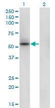 Anti-SHMT1 Mouse Monoclonal Antibody [clone: 4F9]