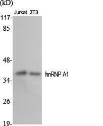 Western blot analysis of various cells using Anti-hnRNP A1 Antibody