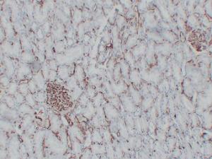 Immunohistochemical analysis of paraffin-embedded human Kidney using Anti-CD34 Antibody