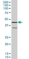 Anti-PRKAR2A Mouse Polyclonal Antibody