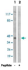 Anti-KCNJ9 Rabbit Polyclonal Antibody